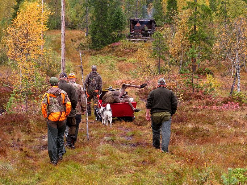Img_1580.jpg - Elgfrakt forbi gapahuken til Peder Mosrseth Folkehøyskole