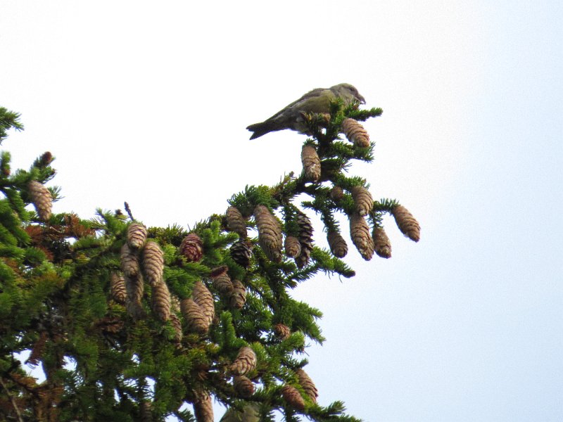 Img_1648.jpg - En dag fikk æ besøk av en flokk med Grankorsnebb