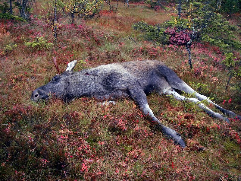 Imgp2512.jpg - Odd felte en liten okse